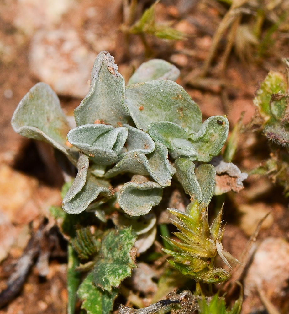 Image of Micropus supinus specimen.