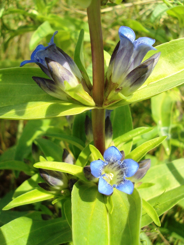 Image of Gentiana cruciata specimen.