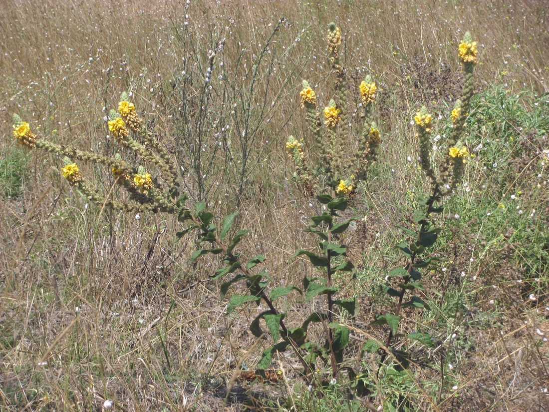 Image of Verbascum ovalifolium specimen.