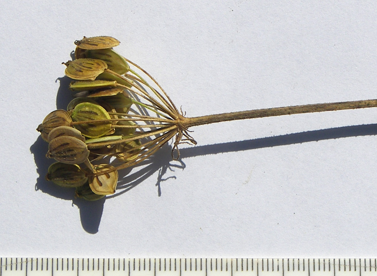 Image of Heracleum asperum specimen.