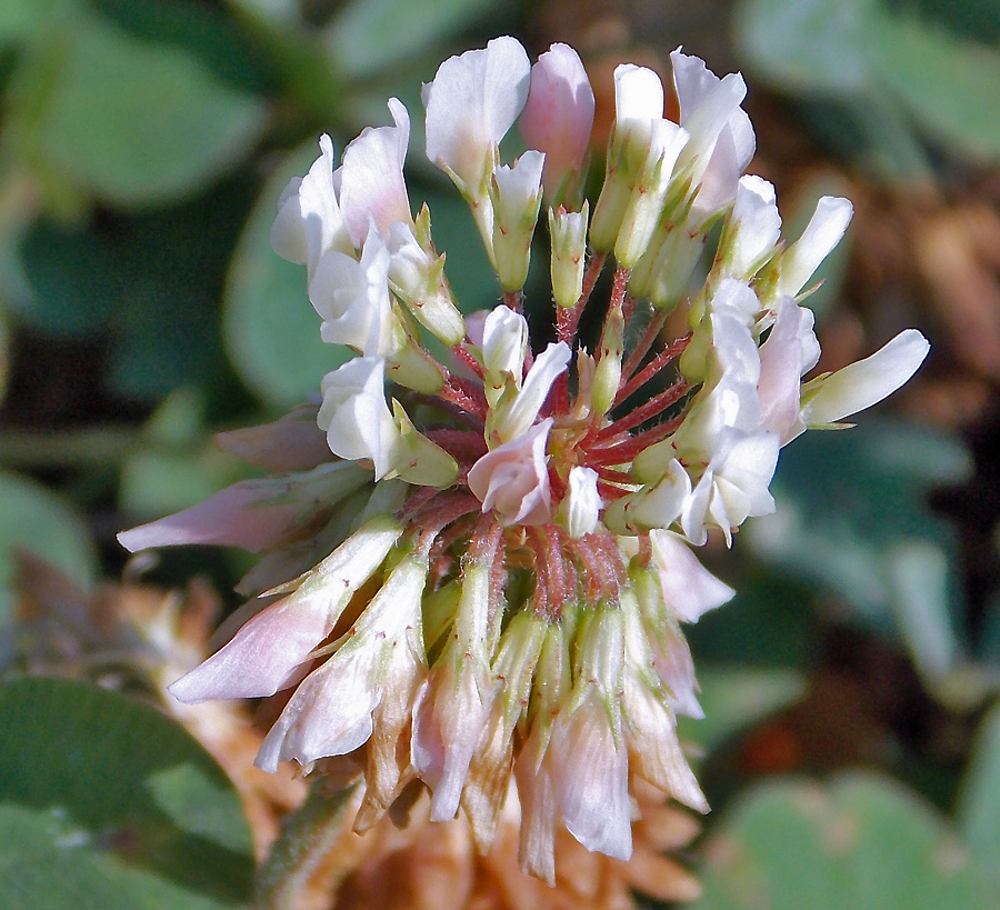 Image of Trifolium repens specimen.