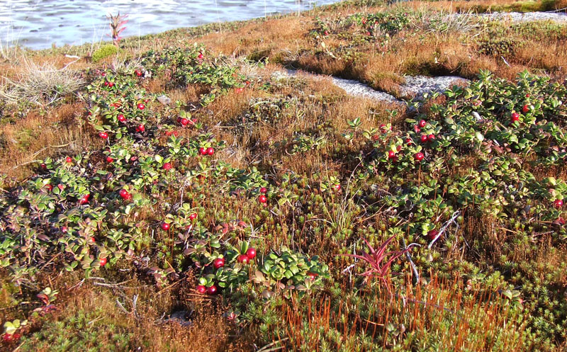 Image of Vaccinium vitis-idaea var. minus specimen.