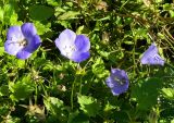 Campanula carpatica