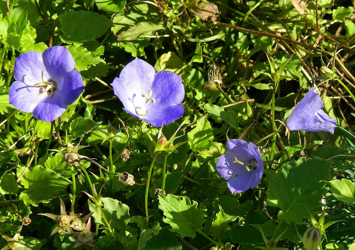 Изображение особи Campanula carpatica.