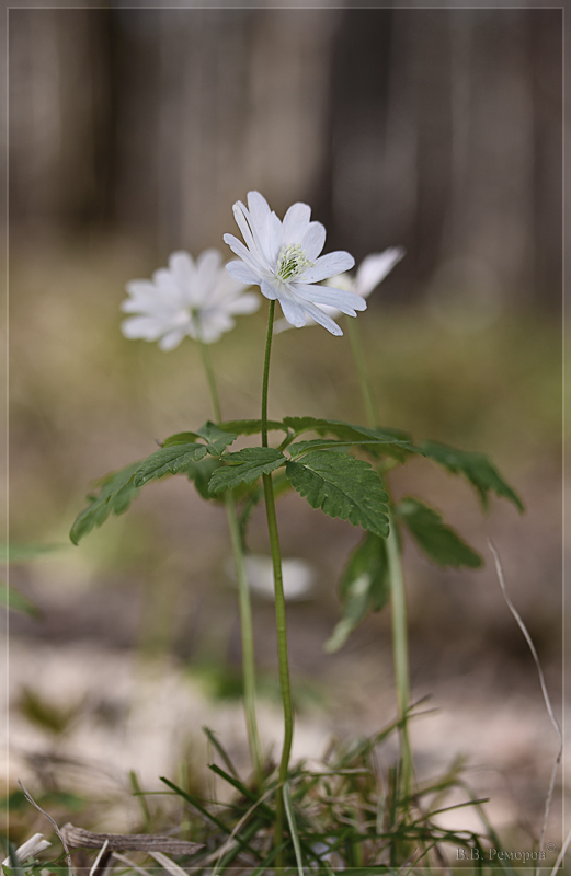 Изображение особи Anemone altaica.