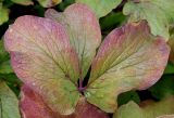 Paeonia mlokosewitschii. Лист, принимающий осеннюю окраску. Германия, г. Дюссельдорф, Ботанический сад университета. 05.09.2014.