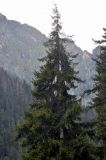 Picea orientalis