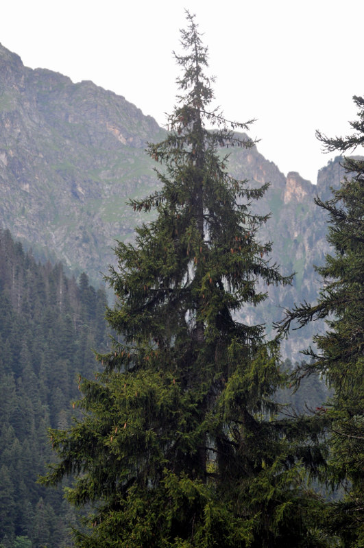 Image of Picea orientalis specimen.