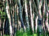 Betula ermanii