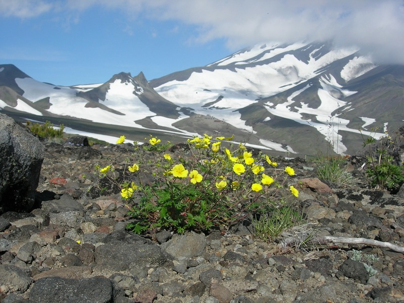 Изображение особи род Potentilla.