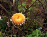 Telekia speciosa