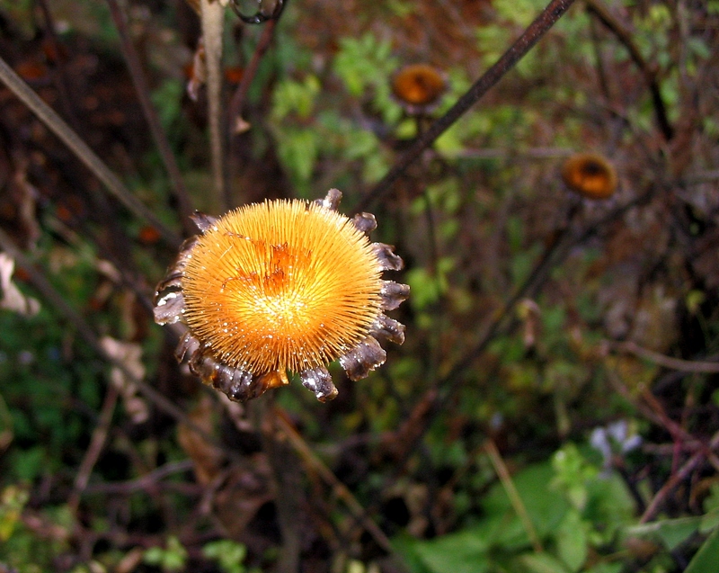 Изображение особи Telekia speciosa.