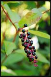Phytolacca americana