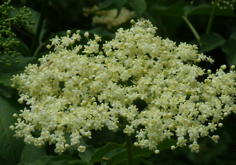 Image of Sambucus nigra specimen.