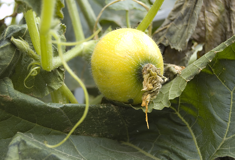 Image of genus Cucurbita specimen.