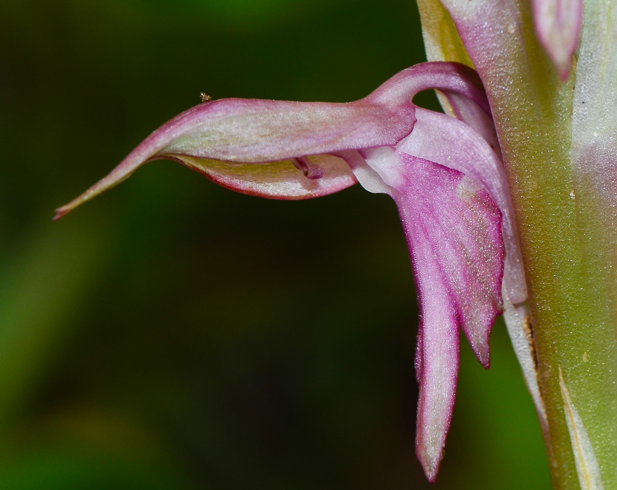 Изображение особи Anacamptis sancta.