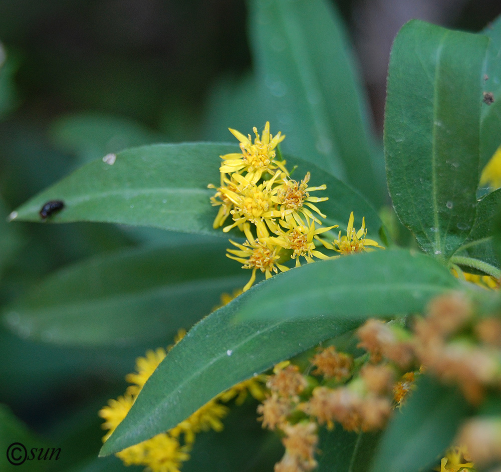 Изображение особи Solidago virgaurea.