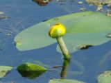 Nuphar lutea