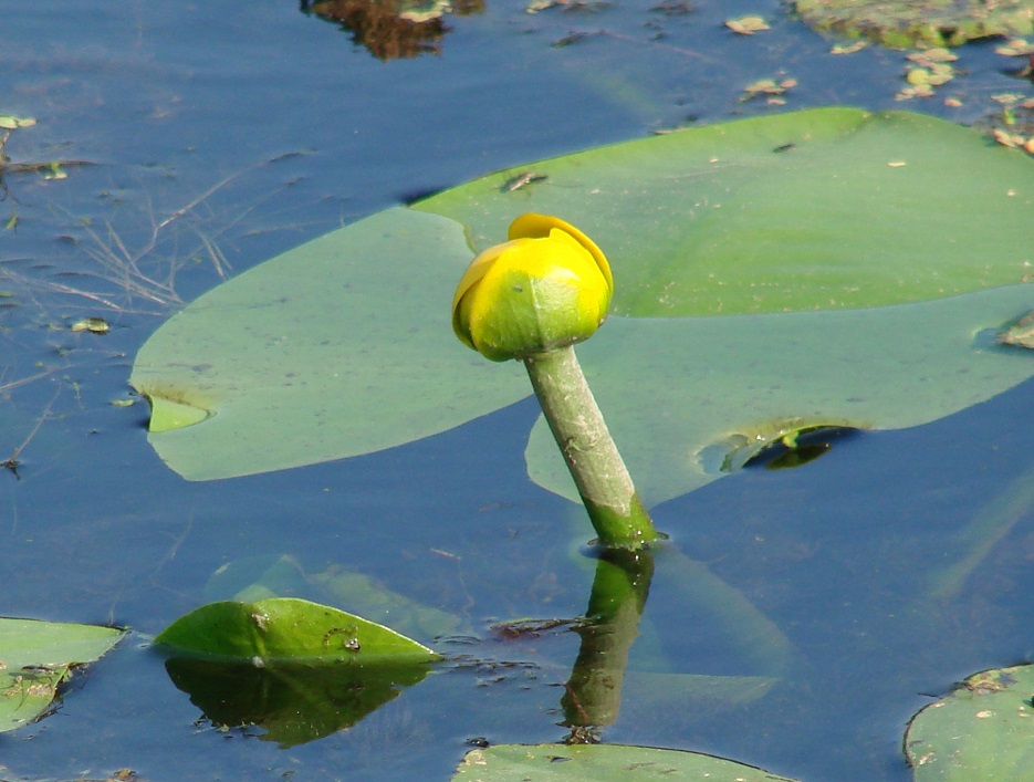 Image of Nuphar lutea specimen.