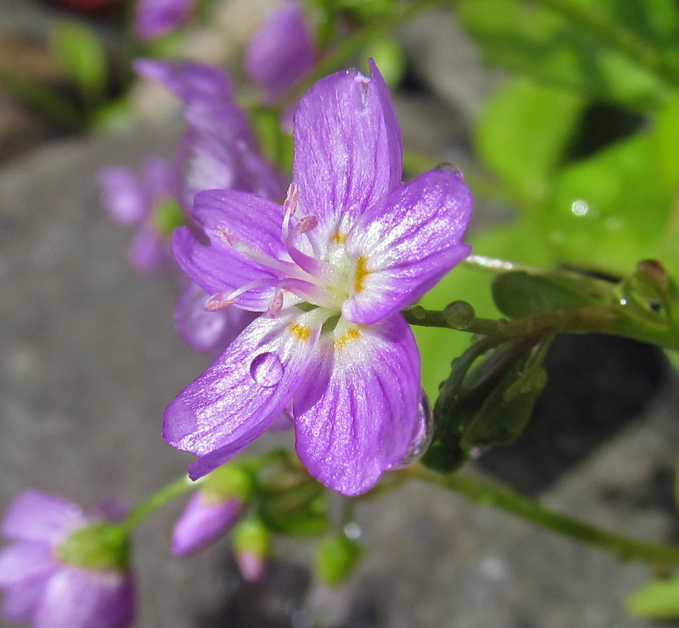 Image of Claytonia sibirica specimen.