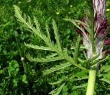 Pedicularis atropurpurea. Лист (вид снизу). Краснодарский край, хр. Аибга, субальпийский луг, ≈ 2200 м н.у.м. 09.07.2015.