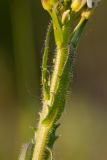 Arabis sagittata