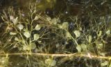 Image of taxon representative. Author is Денис Мирин