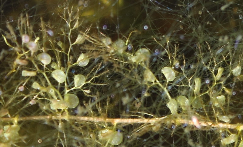 Image of Utricularia vulgaris specimen.