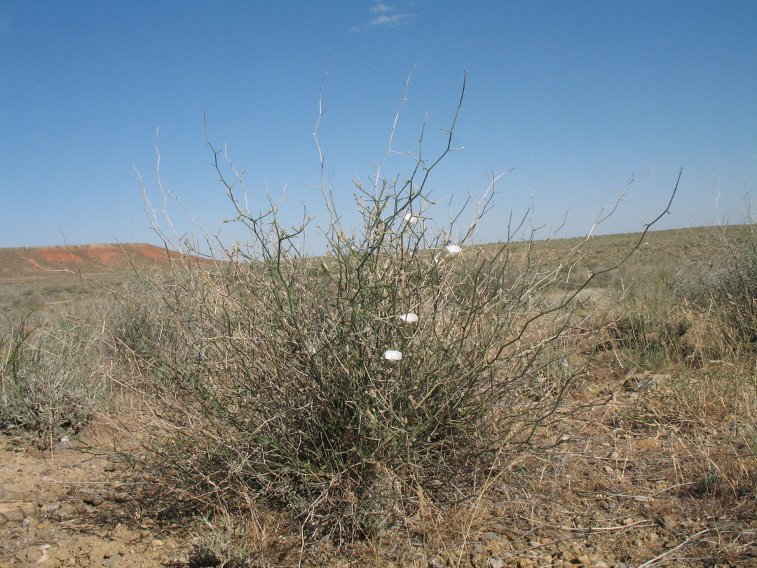 Image of Convolvulus hamadae specimen.