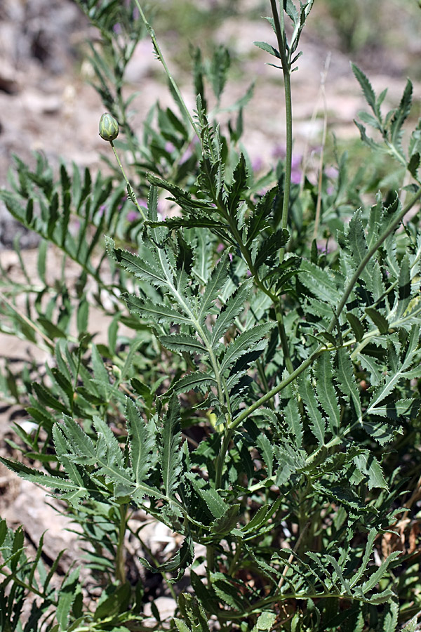 Image of Rhaponticoides ruthenica specimen.