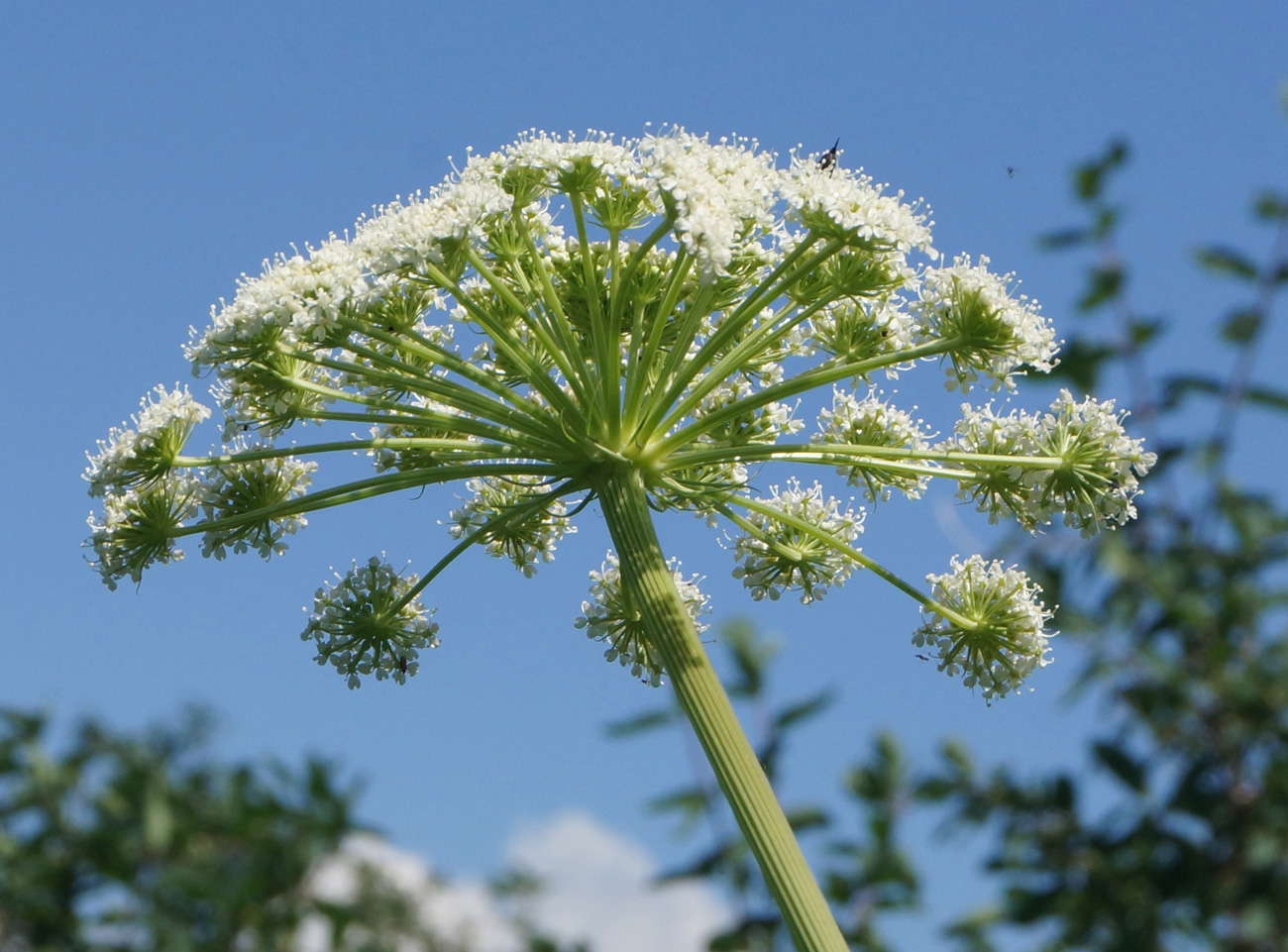 Image of Conioselinum tataricum specimen.