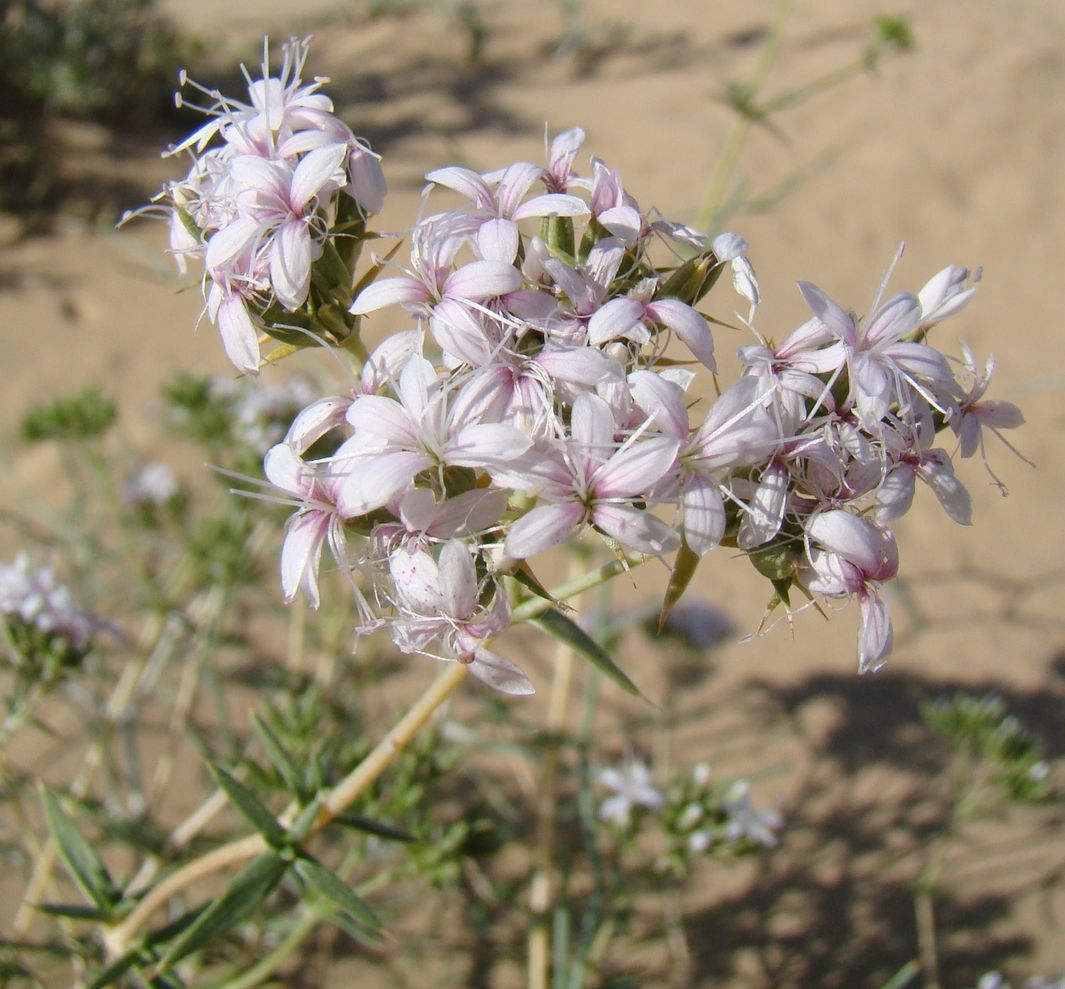 Изображение особи Acanthophyllum borsczowii.
