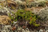 genus Empetrum. Плодоносящие растения. Свердловская обл., Карпинский городской округ, гора Серебрянский камень, зона горной тундры на выс. 1000-1100 м н.у.м. 18.07.2015.