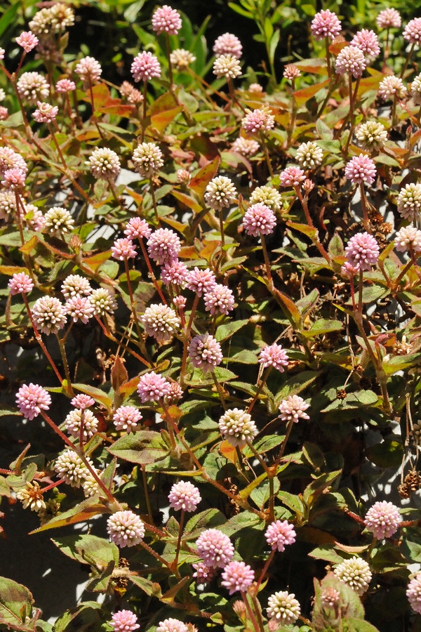 Изображение особи Persicaria capitata.