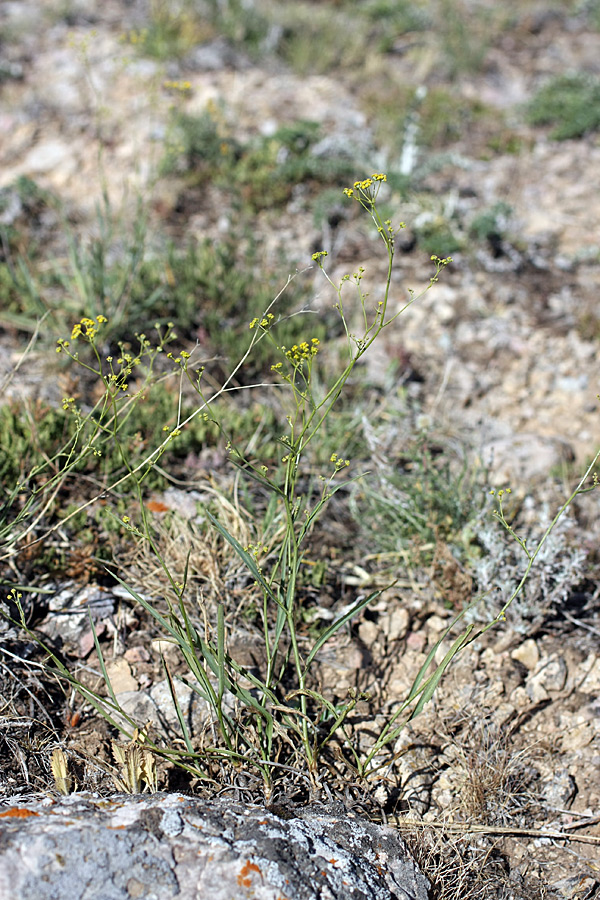 Image of Bupleurum exaltatum specimen.