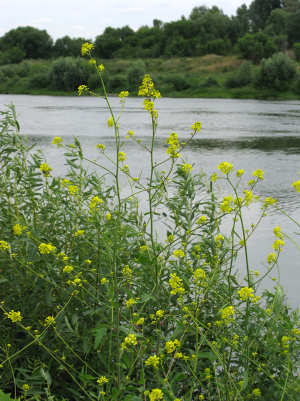 Image of Brassica nigra specimen.