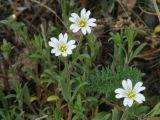 Cerastium arvense