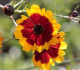 Coreopsis tinctoria