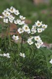 Anemonastrum sibiricum