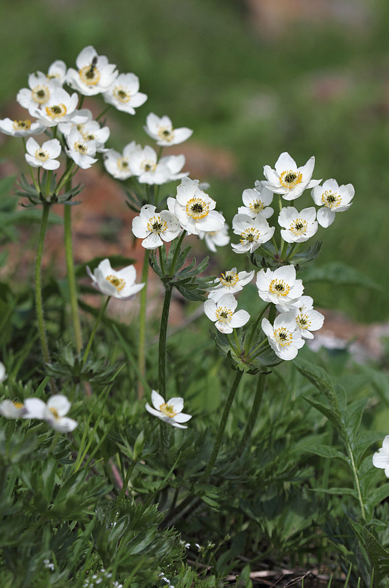 Изображение особи Anemonastrum sibiricum.