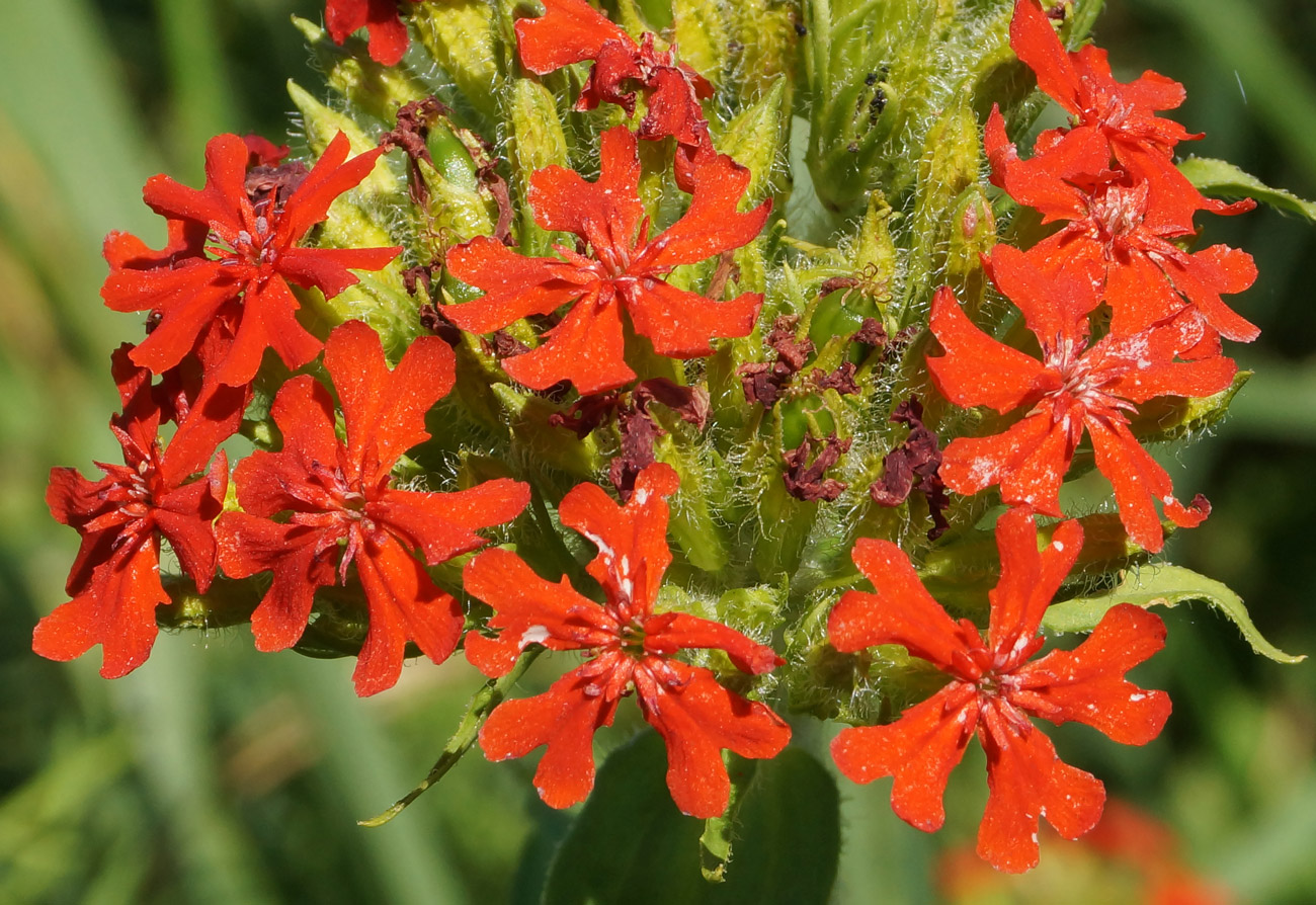 Изображение особи Lychnis chalcedonica.