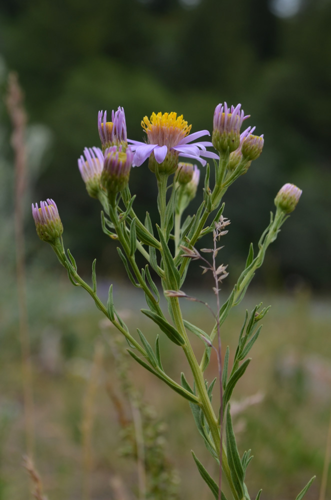 Image of genus Galatella specimen.