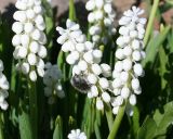 Muscari botryoides