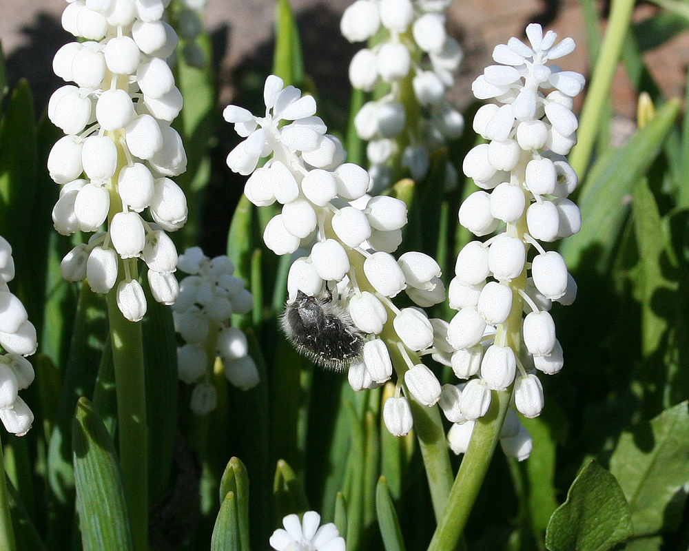 Изображение особи Muscari botryoides.