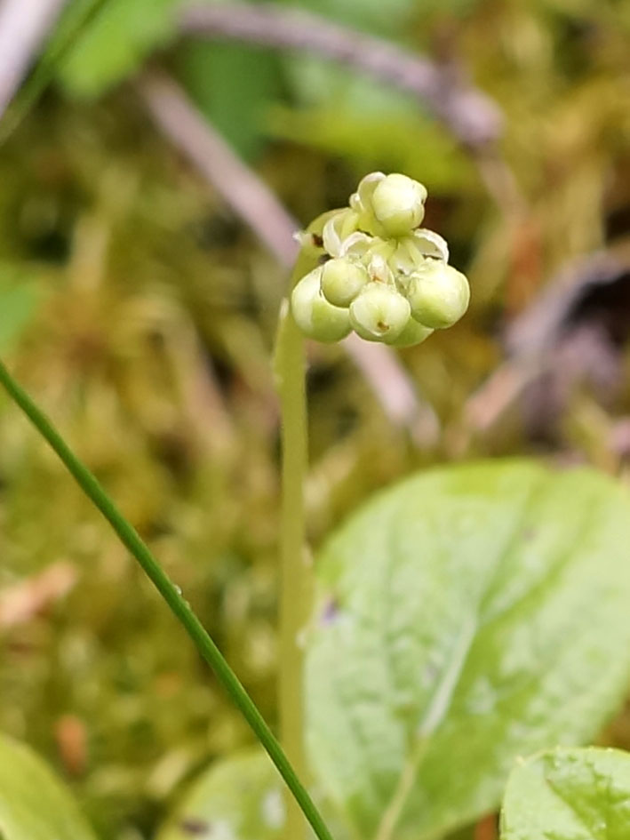 Изображение особи Orthilia obtusata.