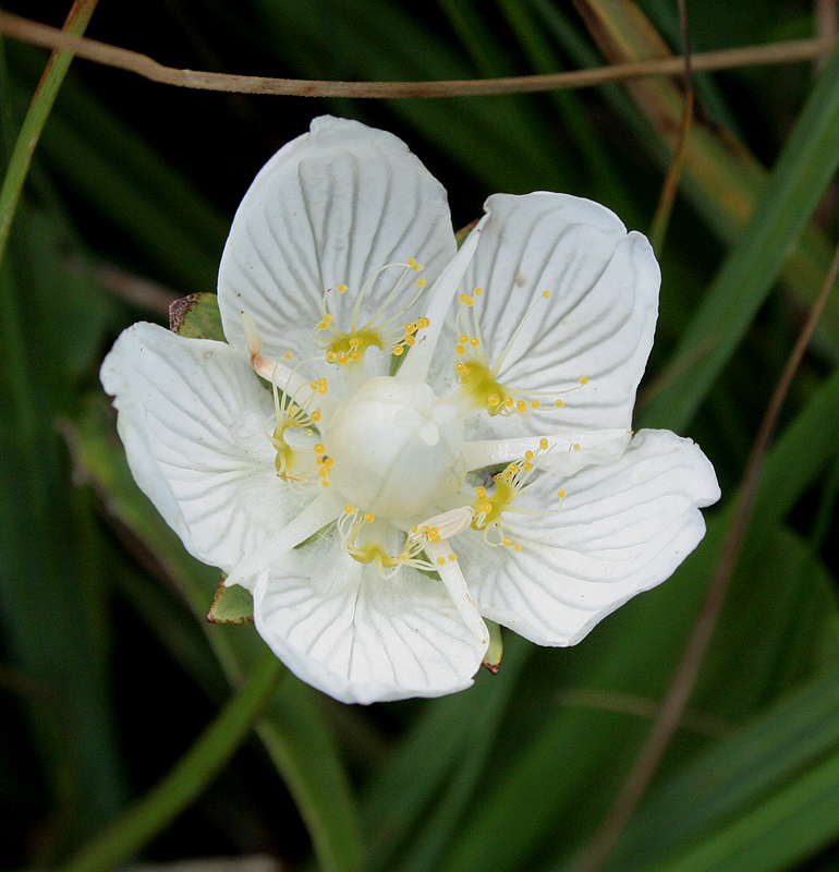 Изображение особи Parnassia palustris.