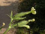 Silene noctiflora