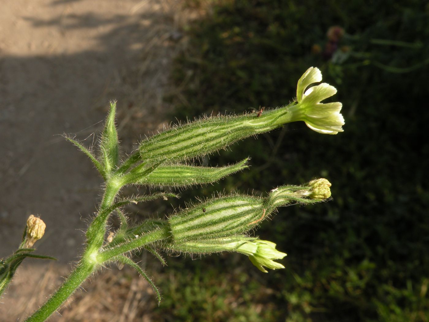 Image of Silene noctiflora specimen.