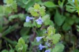 Glechoma hederacea