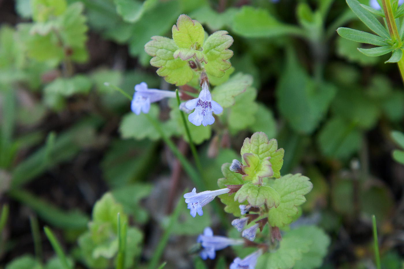 Изображение особи Glechoma hederacea.